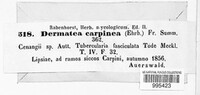 Pezicula carpinea image